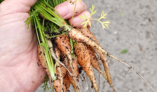 carrots from garden