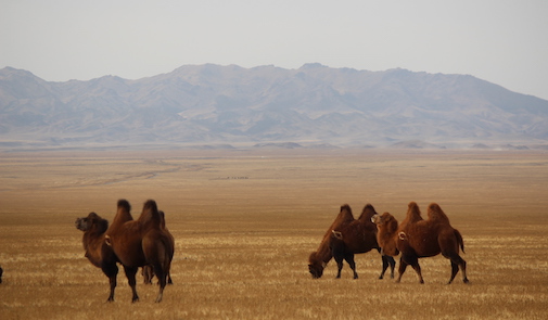 camels in mongolia